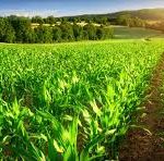 Soutien à l’élaboration des programmes agricoles